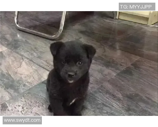 活塞四将齐发威恶犬警报引发球迷热议官号惊现龇牙照